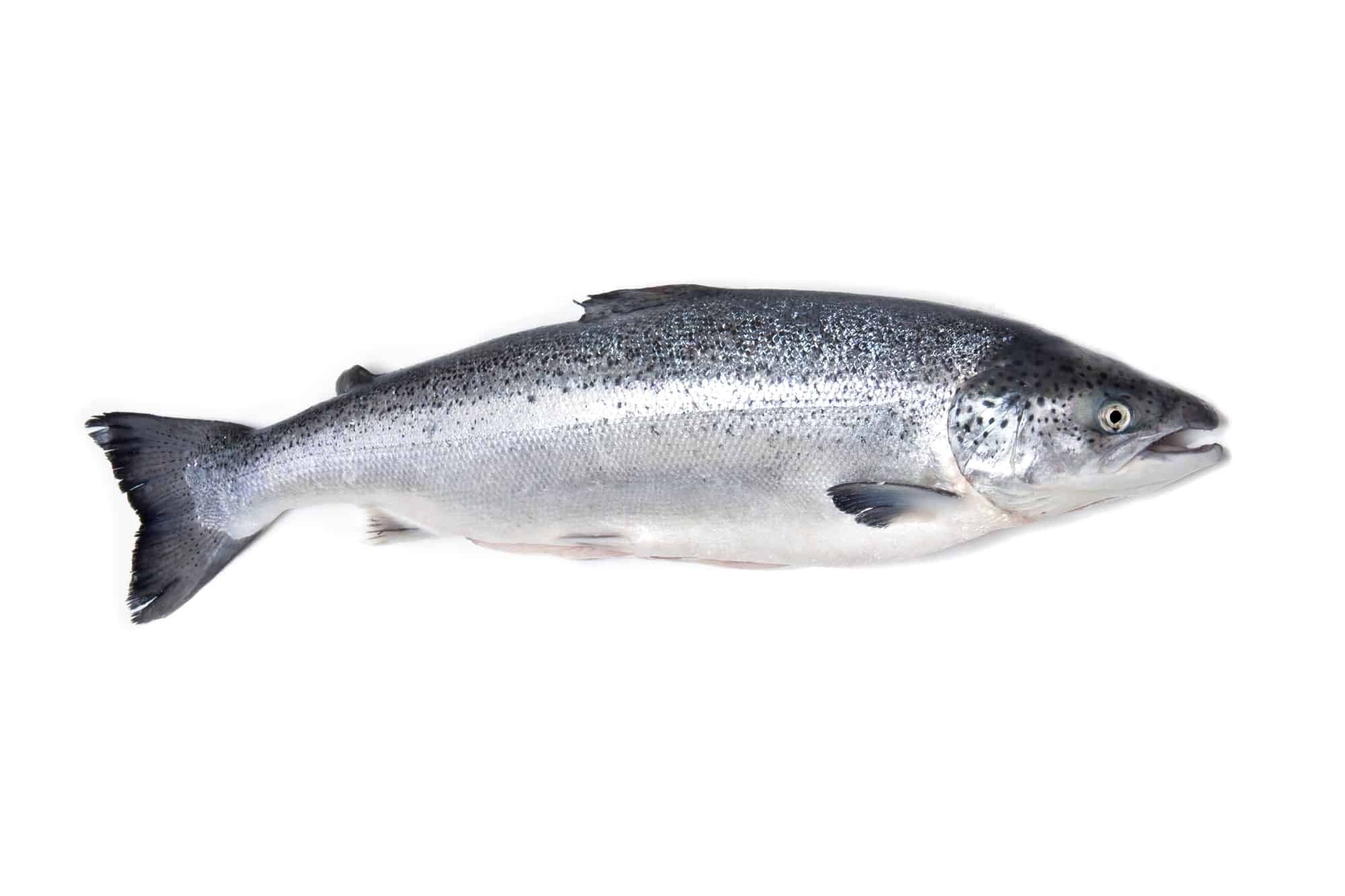 A silver Atlantic salmon on a white background.
