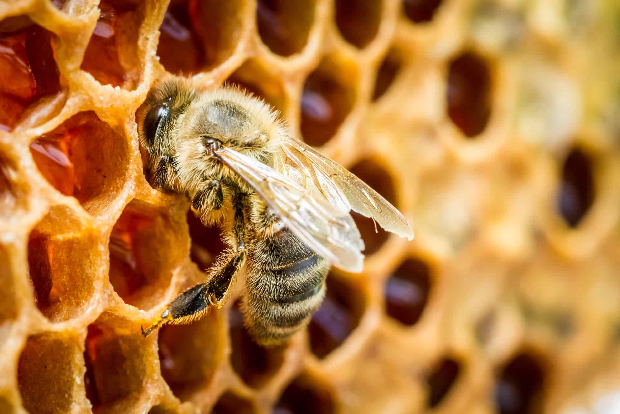 A Close up of bees in a beehive on honeycomb