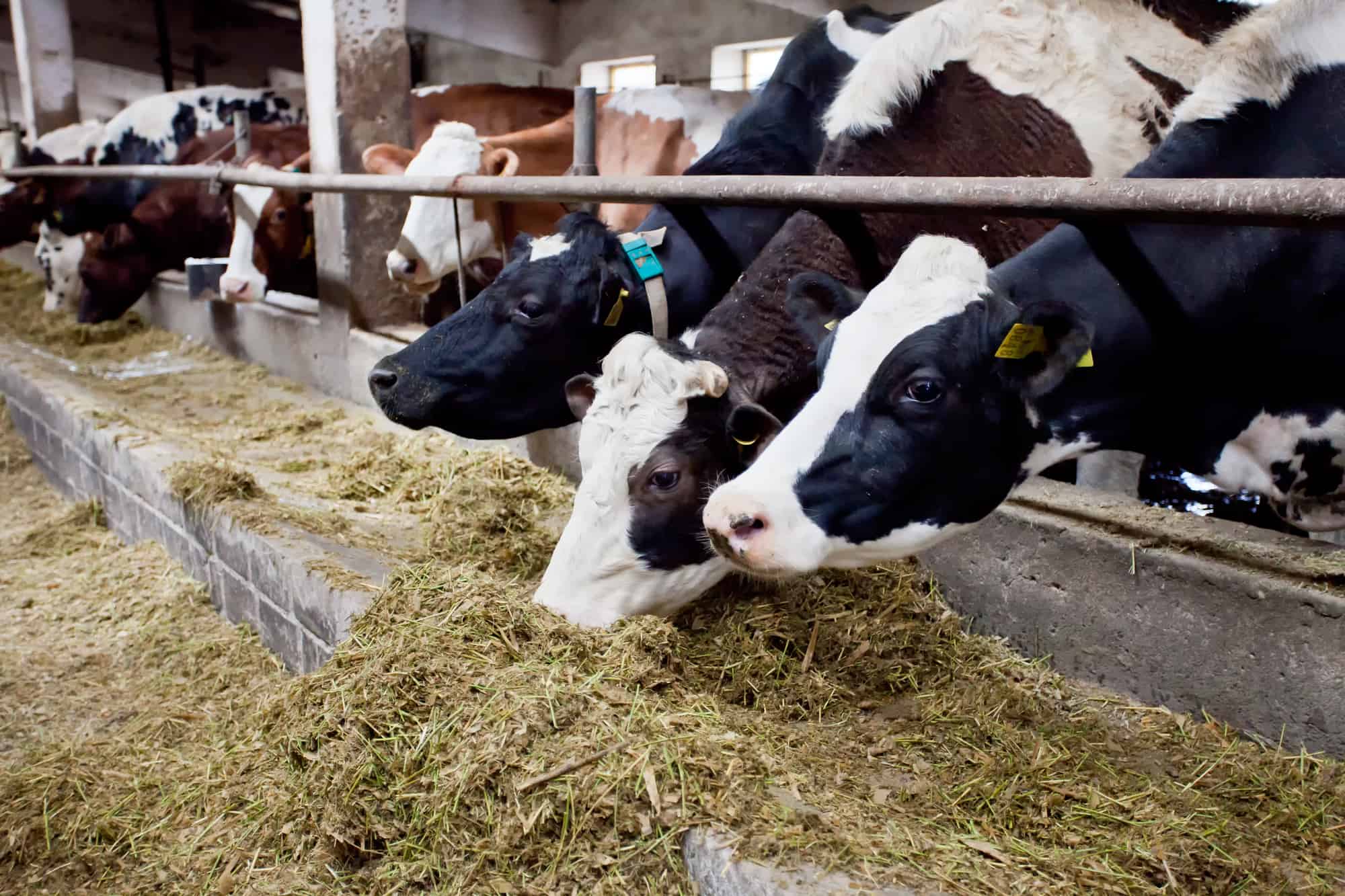 Cows eating grass on a farm