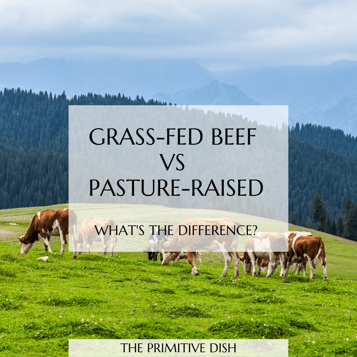Cows grazing in a pasture with a text overlay reading grass-fed beef vs pasture-raised beef.